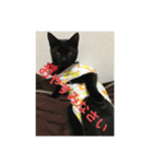 くろ猫(=^ェ^=)あずき（個別スタンプ：17）