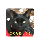 くろ猫(=^ェ^=)あずき（個別スタンプ：19）
