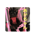 くろ猫(=^ェ^=)あずき（個別スタンプ：21）