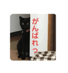 くろ猫(=^ェ^=)あずき（個別スタンプ：23）