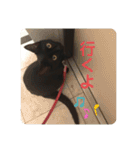 くろ猫(=^ェ^=)あずき（個別スタンプ：24）