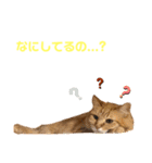 うちの飼い猫シリーズ（個別スタンプ：1）