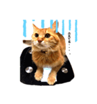 うちの飼い猫シリーズ（個別スタンプ：2）