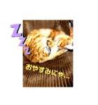 うちの飼い猫シリーズ（個別スタンプ：3）