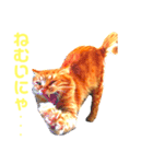 うちの飼い猫シリーズ（個別スタンプ：5）