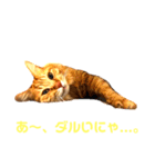 うちの飼い猫シリーズ（個別スタンプ：7）