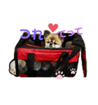 チワワーク Life（個別スタンプ：3）