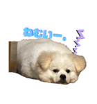 レフラースタンプ（個別スタンプ：24）