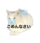 ももしゃぽスタンプ第3弾（個別スタンプ：15）