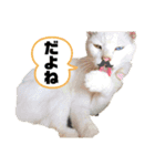 ももしゃぽスタンプ第3弾（個別スタンプ：17）