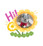あさdog3（個別スタンプ：2）