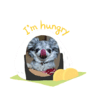 あさdog3（個別スタンプ：5）