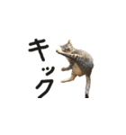 オシキャット「むぎ」その2.1 (修正版です)（個別スタンプ：4）