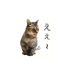 オシキャット「むぎ」その2.1 (修正版です)（個別スタンプ：7）