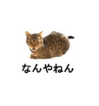 オシキャット「むぎ」その2.1 (修正版です)（個別スタンプ：8）