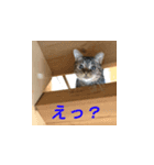オシキャット「むぎ」その2.1 (修正版です)（個別スタンプ：10）