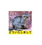 オシキャット「むぎ」その2.1 (修正版です)（個別スタンプ：12）