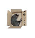 オシキャット「むぎ」その2.1 (修正版です)（個別スタンプ：17）