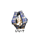 オシキャット「むぎ」その2.1 (修正版です)（個別スタンプ：22）