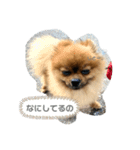 ぽぽフル活用（個別スタンプ：3）