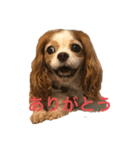 可愛いキャバリアk＆y（個別スタンプ：4）