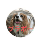 可愛いキャバリアk＆y（個別スタンプ：5）