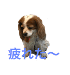 可愛いキャバリアk＆y（個別スタンプ：6）