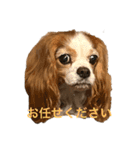 可愛いキャバリアk＆y（個別スタンプ：7）