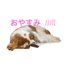 可愛いキャバリアk＆y（個別スタンプ：8）