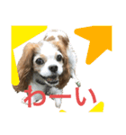 可愛いキャバリアk＆y（個別スタンプ：9）