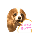 可愛いキャバリアk＆y（個別スタンプ：10）