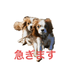 可愛いキャバリアk＆y（個別スタンプ：13）
