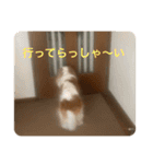 可愛いキャバリアk＆y（個別スタンプ：14）