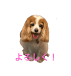 可愛いキャバリアk＆y（個別スタンプ：15）