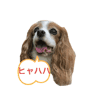 可愛いキャバリアk＆y（個別スタンプ：16）