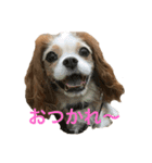 可愛いキャバリアk＆y（個別スタンプ：17）