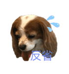 可愛いキャバリアk＆y（個別スタンプ：20）