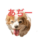 可愛いキャバリアk＆y（個別スタンプ：21）