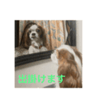 可愛いキャバリアk＆y（個別スタンプ：22）