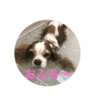 可愛いキャバリアk＆y（個別スタンプ：23）