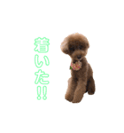 トイプーのはなちゃん（個別スタンプ：2）