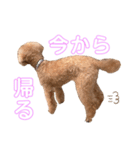 トイプーのはなちゃん（個別スタンプ：3）