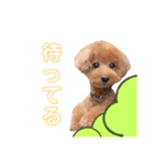 トイプーのはなちゃん（個別スタンプ：4）