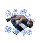 トイプーのはなちゃん（個別スタンプ：6）