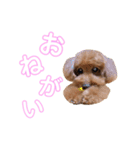 トイプーのはなちゃん（個別スタンプ：9）