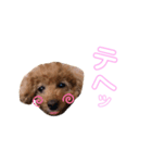 トイプーのはなちゃん（個別スタンプ：12）