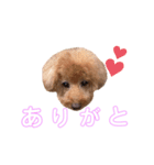 トイプーのはなちゃん（個別スタンプ：14）