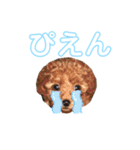 トイプーのはなちゃん（個別スタンプ：15）