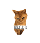 タッキーズ ファミリー（個別スタンプ：4）