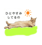 トラちゃんだよー（個別スタンプ：1）